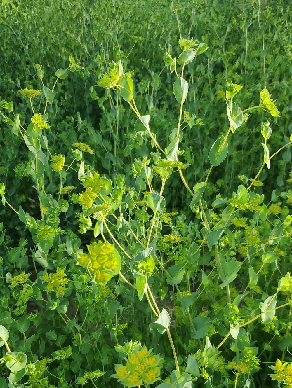 Fresh Cut Bupleurum 10 Stems Per Bunch